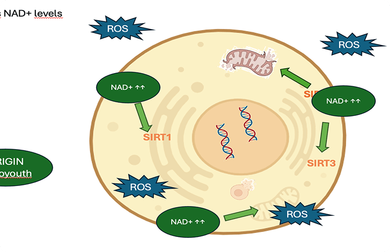 Pteroyouth activates SIRT1 and SIRT3