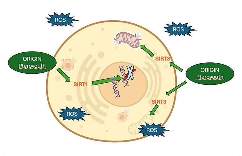 Pteroyouth boosts NAD+ levels