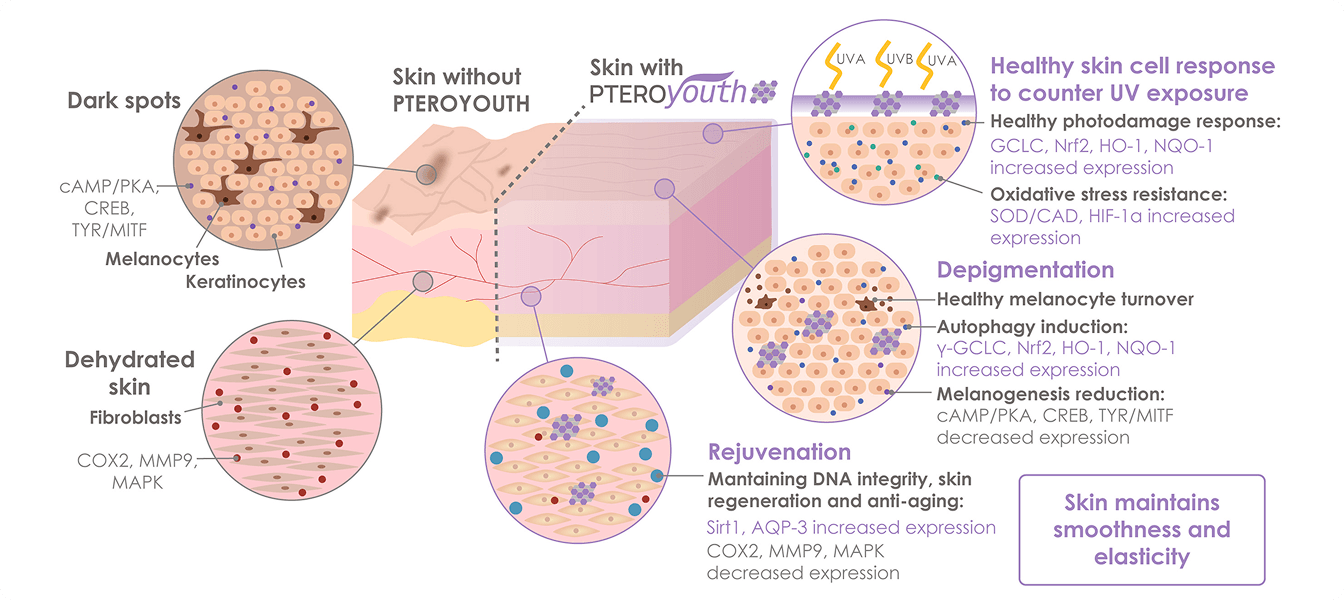 How Pteroyouth® Helps Your Skin