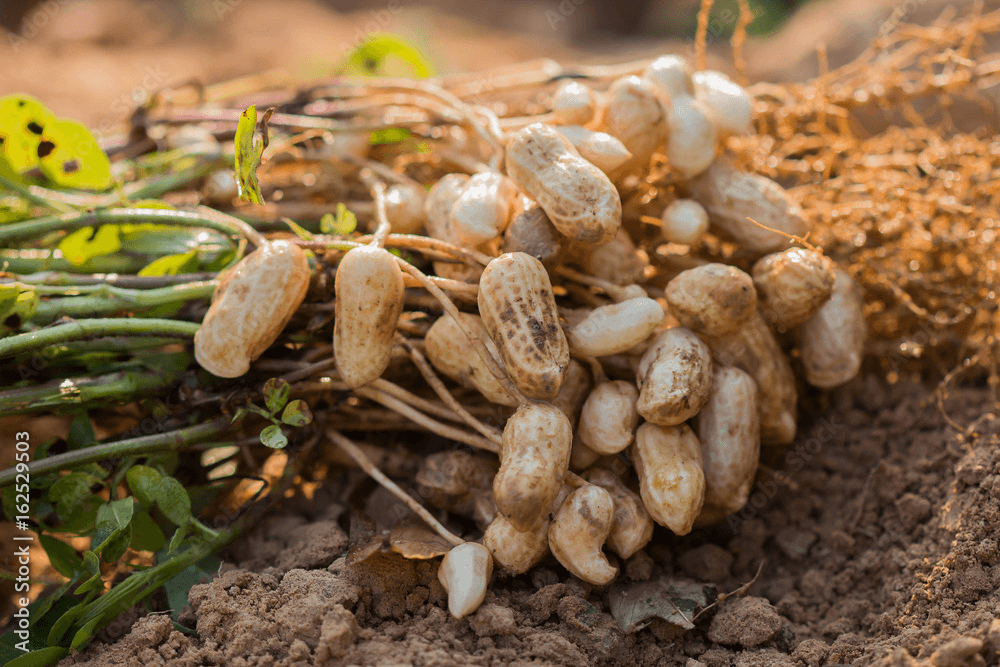 Niacinamide (Vitamin B3)