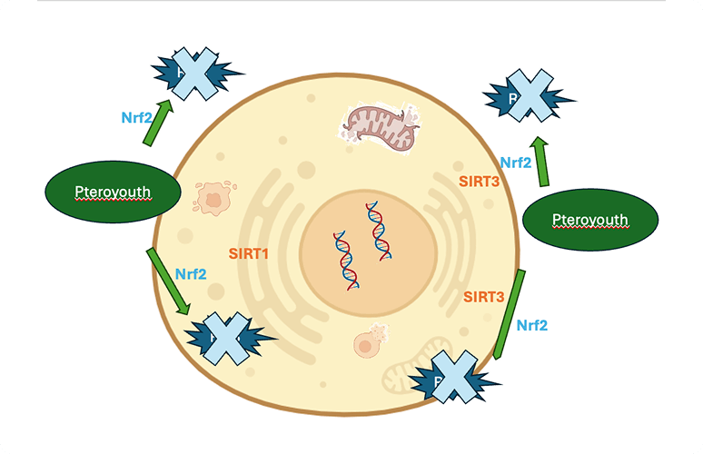 Pteroyouth improves cellular defense through the activation of Nrf2 factor helps balance inflammation by influencing NF-κB