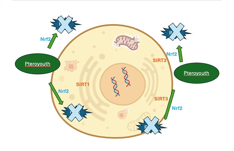 Pteroyouth improves cellular defense through the activation of Nrf2 factor helps balance inflammation by influencing NF-κB